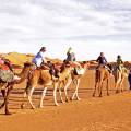 Shadows of camels on the sand in Merzouga