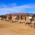 Shadows of camels on the sand in Merzouga