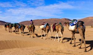 Camel caravan in the Sahara Desert - Morocco Tours - On The Go Tours