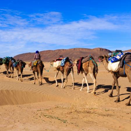 Camel caravan in the Sahara Desert - Morocco Tours - On The Go Tours