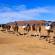 Camel caravan in the Sahara Desert | Morocco