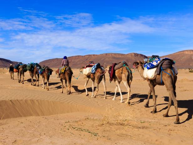 Shadows of camels on the sand in Merzouga