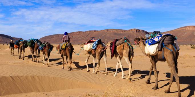 Camel caravan in the Sahara Desert | Morocco