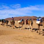 Camel caravan in the Sahara Desert | Morocco