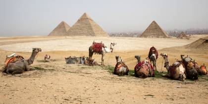 Camels in front of pyramids - Egypt Tours - On The Go Tours