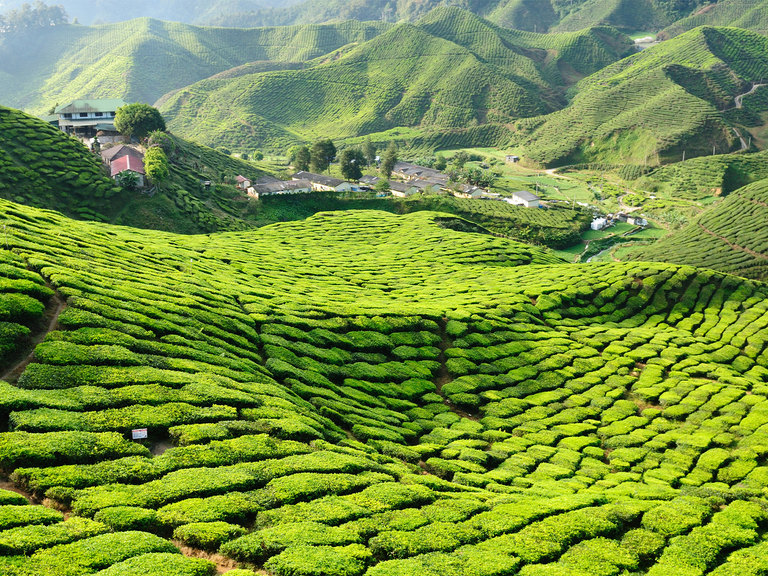 Day 2 - Cameron Highlands