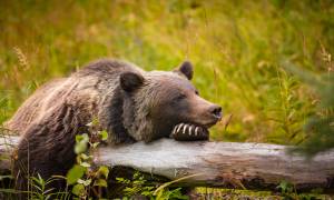 Canadian rockies express main - banff grizzly