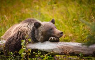 Canadian rockies express main - banff grizzly