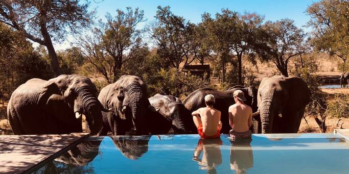 Elephants at Mantobeni Camp pool | Manyeleti Game Reserve | South Africa