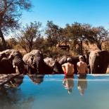 Elephants at Mantobeni Camp pool | Manyeleti Game Reserve | South Africa