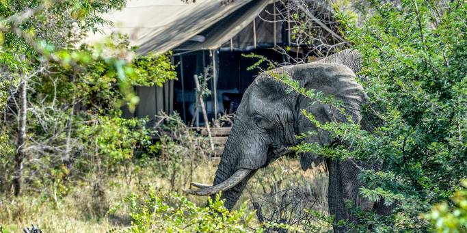 Elephant at Khoka Moya Camp | Manyeleti Game Reserve | South Africa