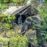 Elephant at Khoka Moya Camp | Manyeleti Game Reserve | South Africa