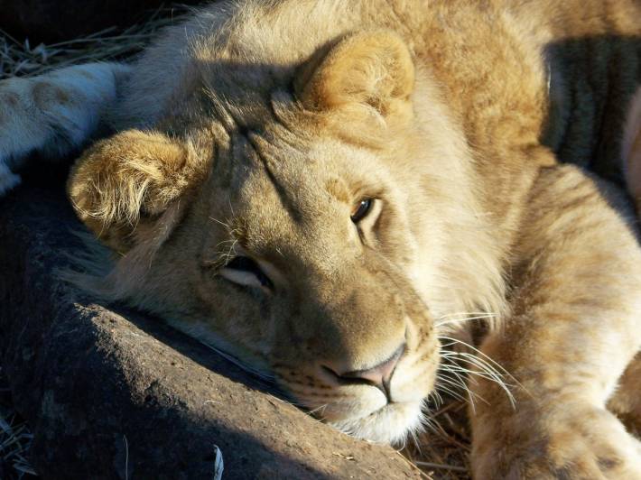 Cape-Adventure-And-Garden-Route-Itinerary-3-Lodge-Safaris-Africa