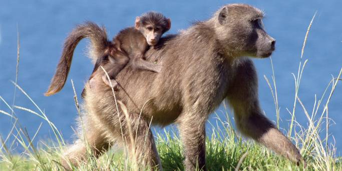Baboon and baby | African Safaris | Africa