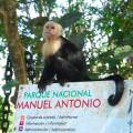 Squirrel monkey hiding in a tree near the Manuel Antonio Village