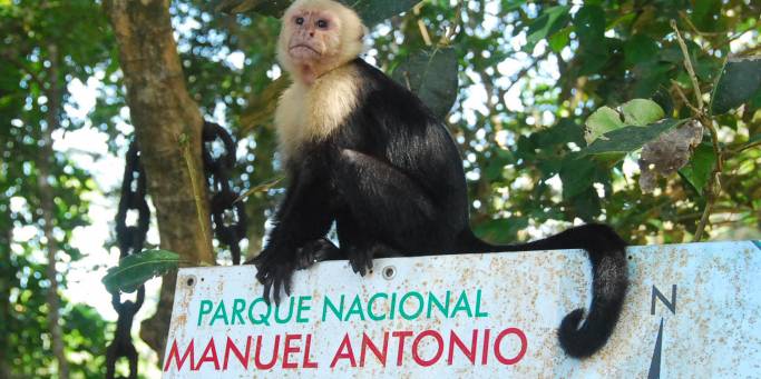 Capuchin monkey in Manuel Antonio NP - Costa Rica