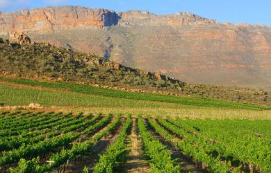 View across vineyards to the dramatic Cederberg mountains in South Africa