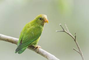 Ceylon Hanging Parrot - Wildlife in Sri Lanka - On The Go Tours