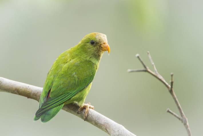 Ceylon Hanging Parrot - Wildlife in Sri Lanka - On The Go Tours