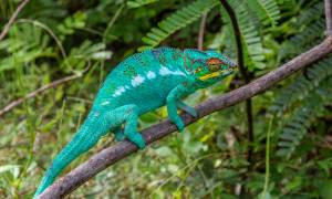 Chameleon in Lokobe Reserve - Madagascar