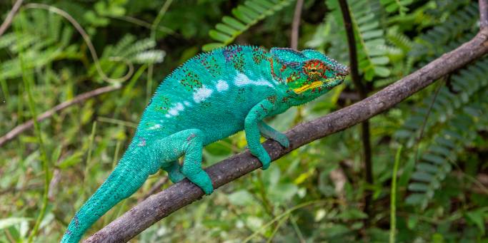 Chameleon in Lokobe Reserve - Madagascar