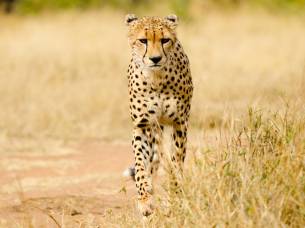 Cheetah in Kruger National Park, South Africa