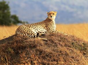 Cheetah in the Masai Mara, Kenya