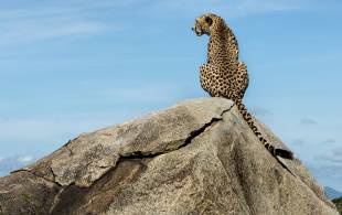 Cheetah on a rock and looking away, Serengeti, Tanzania - Africa Overland Safaris - Africa Lodge Saf