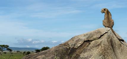 Cheetah sitting on a rock and looking away, Serengeti, Tanzania - Africa Overland Safaris - Africa L