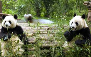 Chengdu Panda Main