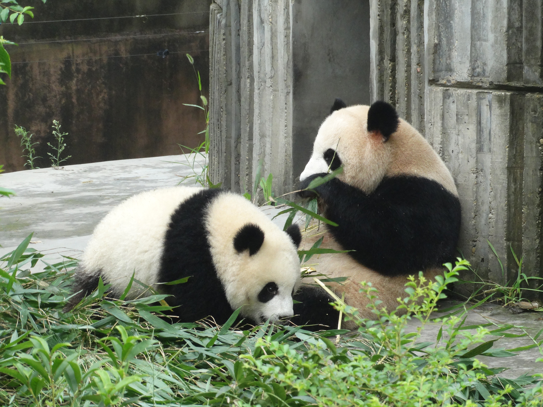 Day 6 - Chengdu