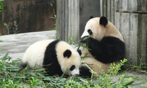 Chengdu Pandas-China Tours-On The Go Tours