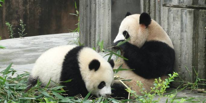 Gaint pandas | China