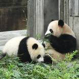 Gaint pandas | China