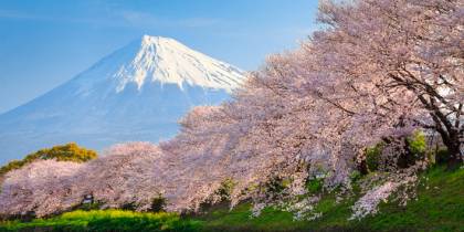 Cherry Blossom Festival FAQ - menu tab image