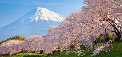 Cherry Blossom Festival FAQ - menu tab image