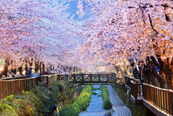 Cherry Blossoms in Busan city - South Korea - On The Go Tours