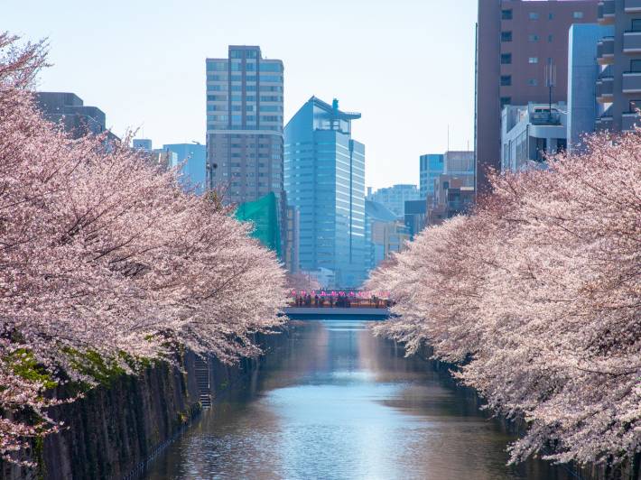 Cherry Blossoms in Tokyo, Japan