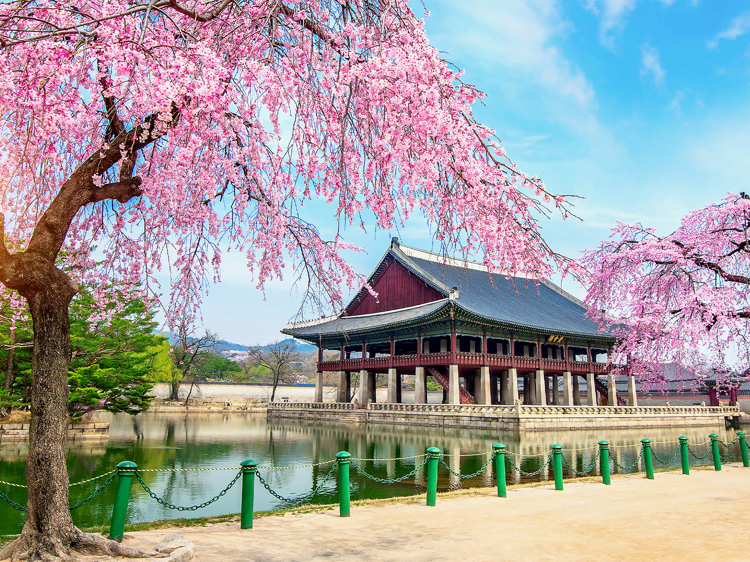 South Korea Cherry Blossom Festival - 9 days