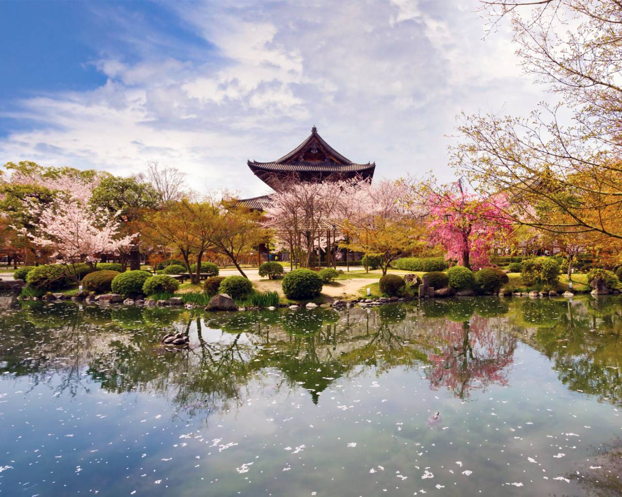 Japan Cherry Blossom Festival Dates 2024 Elva Noreen