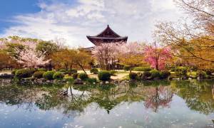 Cherry-Blossom-Festival-Japan Tours-On The Go Tours