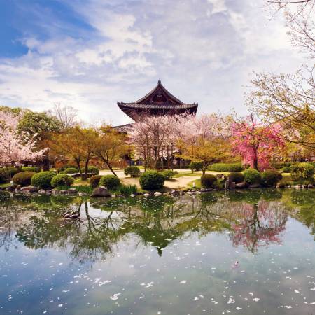 Cherry-Blossom-Festival-Japan Tours-On The Go Tours