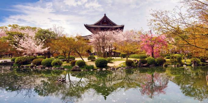 Cherry Blossom Festival | Japan