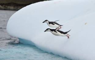 Chinstrap Penguins - South Shetland Islands - Antarctica