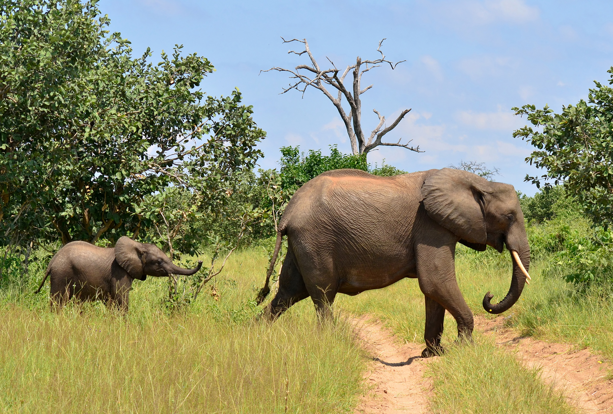 elephants in Chobe National Park