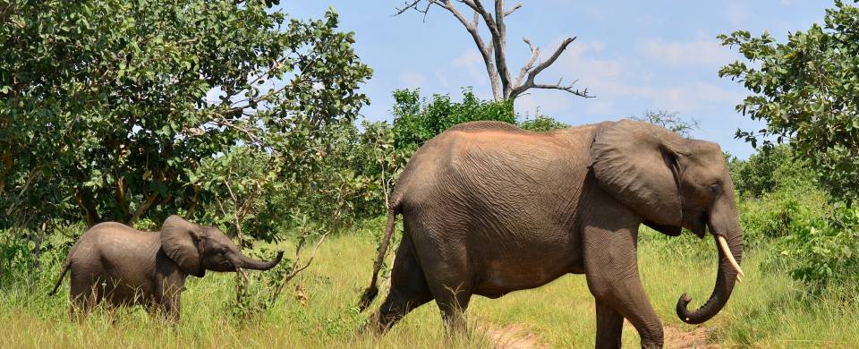 Baby elephant following adult elephant across the dirt road at Chobe National Park