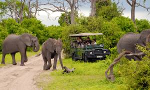 Chobe, Okavango and Etosha - elephants in chobe