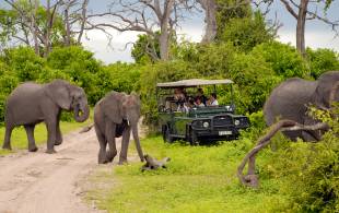 Chobe, Okavango and Etosha - elephants in chobe