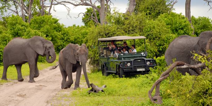 Elephants in Chobe National Park | Botswana