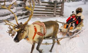 Christmas in Finland Reindeer - Finland - On The Go Tours